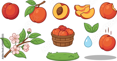 Apricot Fruit Collection with Leaves Blossoms Basket Vector Illustration