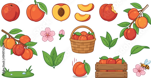 Peach Fruit Collection with Leaves Blossoms Basket Crate Vector Illustration