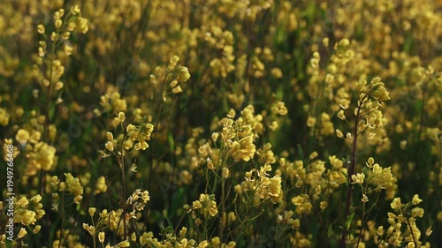 春の朝　朝日の輝く菜の花畑の風景1