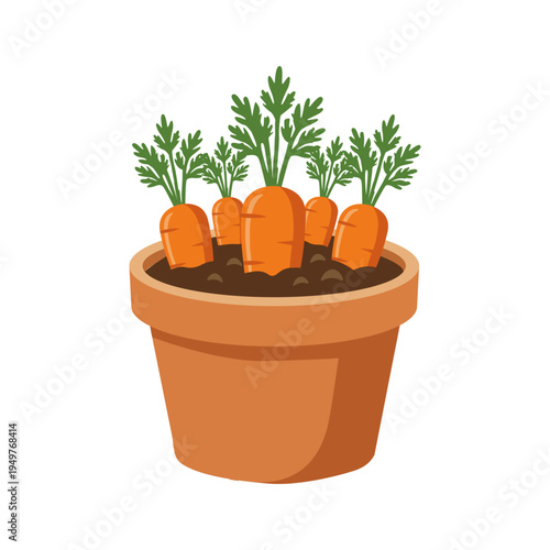 Carrots Growing in a Pot