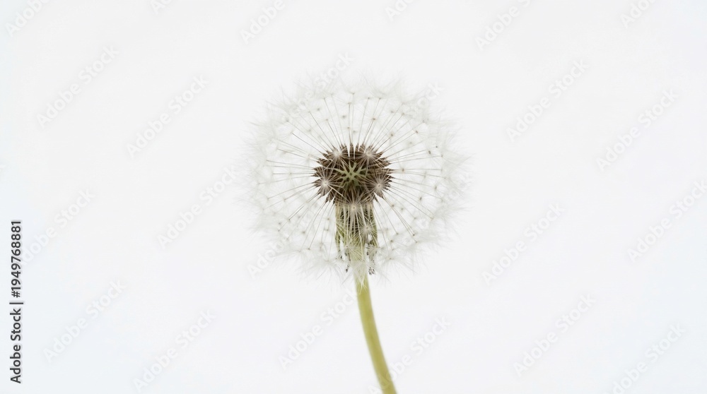 Obraz premium Close-up of a delicate dandelion seed head against a bright white background.