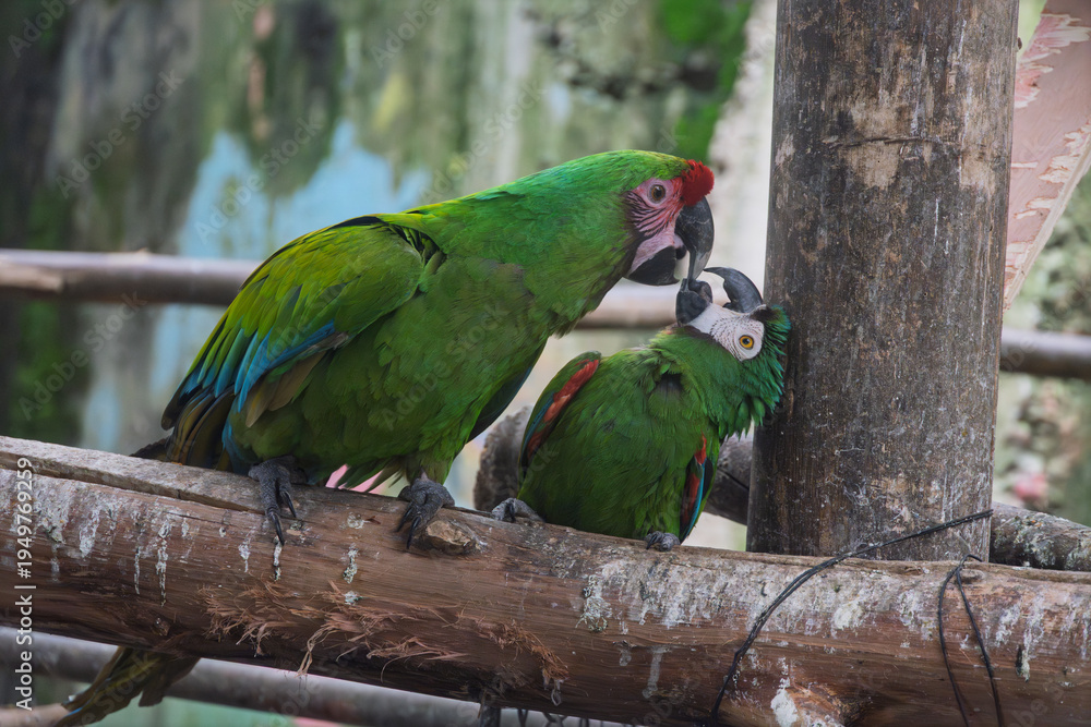 Naklejka premium Pair of colorful macaws interacting on wooden perch