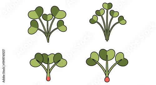 Anise Microgreen Line art colorful creative abstract illustration