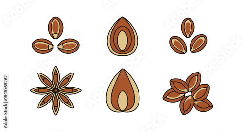 Anise Seeds Line art vector modern abstract theme illustration