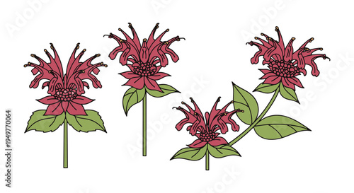 Bee Balm Line art vector set clean contemporary abstract color