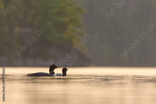Common Loon (Gavia immer) pair on a Northern Lake, Temagami, Ontario