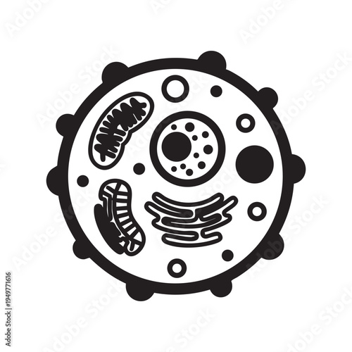 A black and white vector illustration of a biological eukaryotic cell with internal organelles