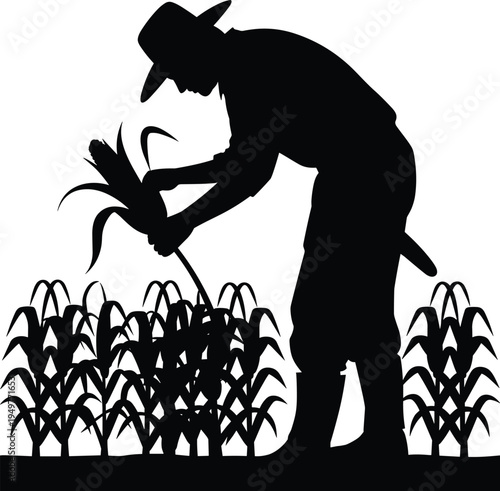 Farmer harvesting corn silhouette, agriculture work, rural farming, crop picking, gardener field, harvest season, countryside worker, organic farm illustration vector