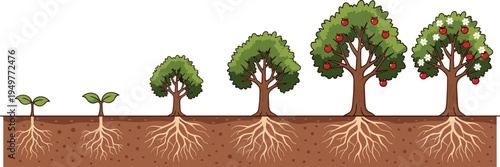 Vector illustration showing growth stages of apple tree from seedling to mature fruiting plant with roots underground isolated on white background for educational design