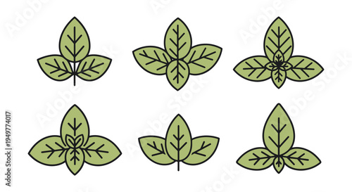 Basil Leaf Line art vector simple artistic abstract color illustration
