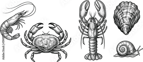 Vintage seafood engraving collection, shrimp, crab, lobster, oyster shell, snail illustrations, detailed marine animals hand drawn vector set