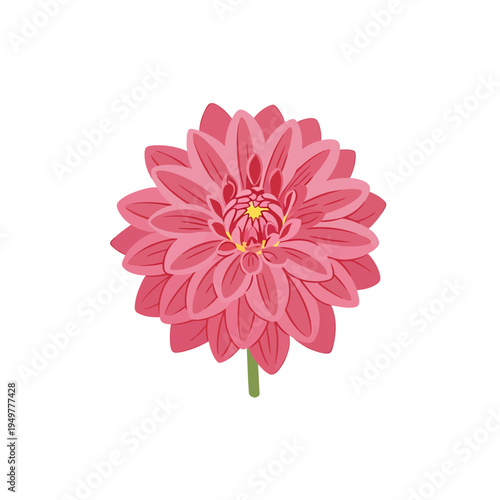 Single Pink Dahlia Flower on White Background vector illustration
