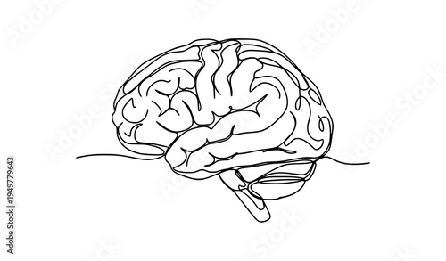A detailed vector illustration of a human brain in a simple line art style