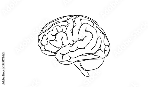 A detailed vector illustration of a human brain in a simple line art style