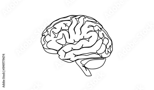 A detailed illustration of a human brain in a simple line art style