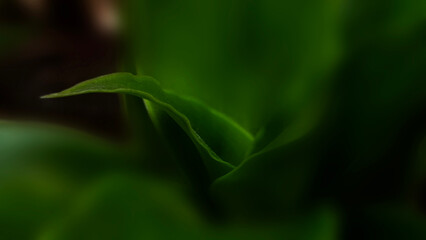 Moody dark green foliage with soft focus and dramatic lighting. This atmospheric nature background features elegant leaf curves and deep, lush botanical aesthetic