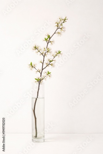 Minimal white blossom branch in clear glass vase on soft light background elegant spring decor