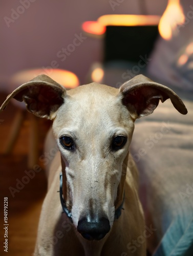 Close up portrait of a fawn colored sighthound dog with expressive brown eyes looking directly forward