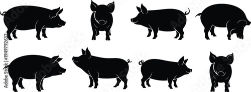 Pig silhouette collection featuring farm pig animals in different standing poses isolated vector set for agriculture livestock design logo icon illustration