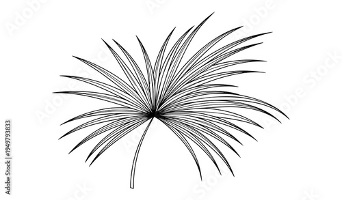 Tropical palm leaf silhouette outline vector line art botanical design element