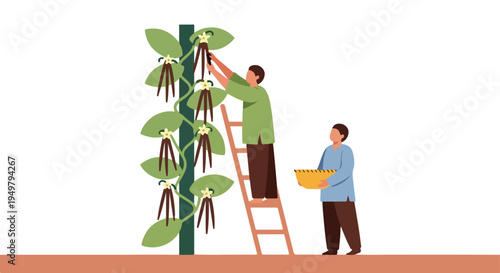 Two people harvest vanilla beans from a vine on a white background