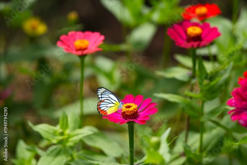 Close up of a Painted Jezebel butterfly (Delias hyparete) resting on a Zinnia flower.