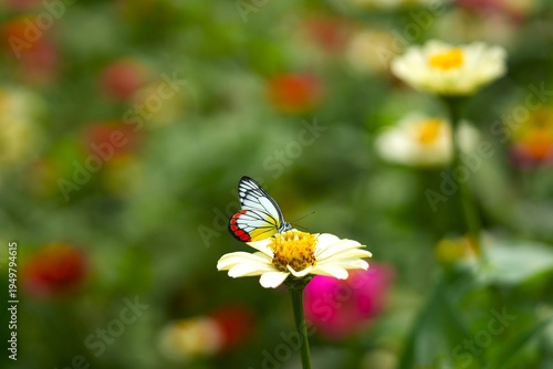 Close up of a Painted Jezebel butterfly (Delias hyparete) resting on a Zinnia flower.