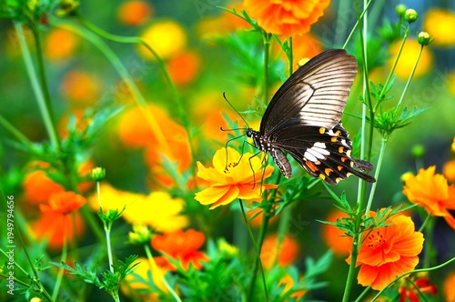 a Common Mormon butterfly (Papilio polytes) resting on flower