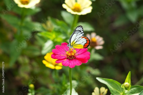 Close up of a Painted Jezebel butterfly (Delias hyparete) resting on a Zinnia flower.