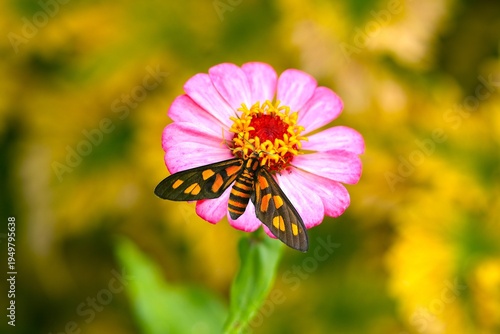 Close up of a Hübner's Wasp Moth (Amata huebneri) feeding on a flower.