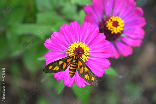 Close up of a Hübner's Wasp Moth (Amata huebneri) feeding on a flower.