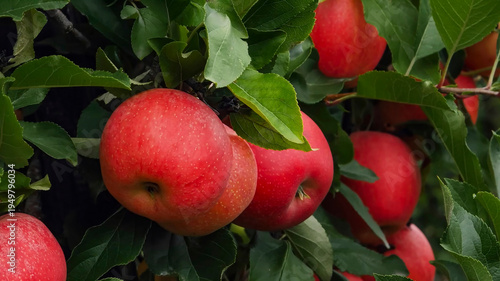 Ripening process of red apples prior to harvest and export
