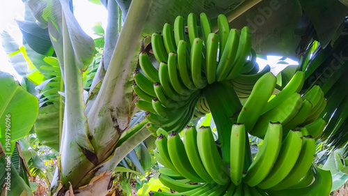 Silk banana ripening process prior to harvesting and export