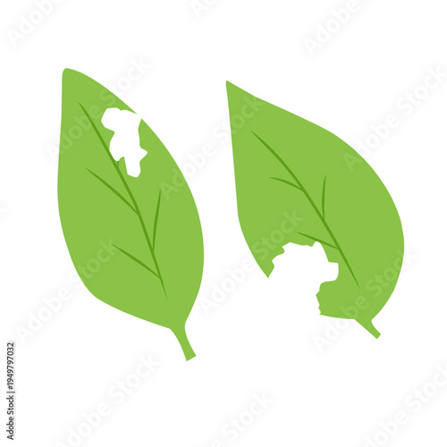 illustration of a leaf with holes eaten by insects