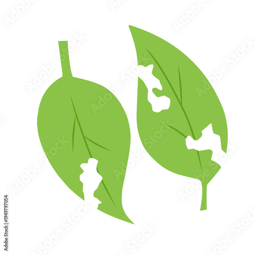 illustration of a leaf with holes eaten by insects