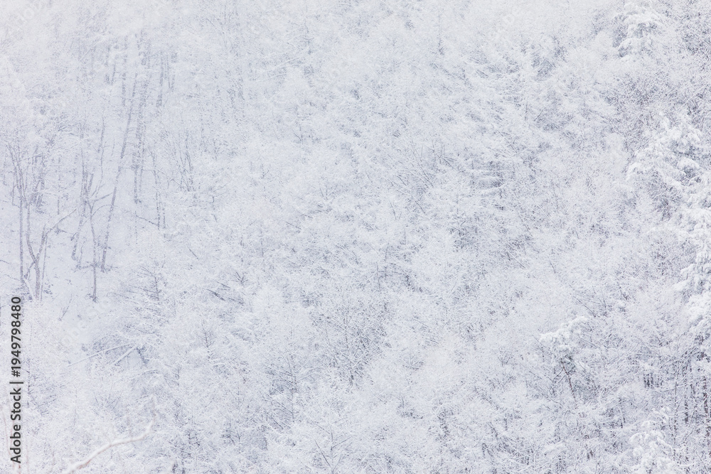 Obraz premium Snowfall Over Dense Snow Covered Winter Forest