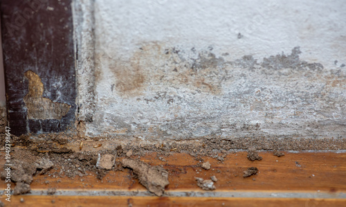 Foto Close up of Termites Eating wood, (Termite damage house)