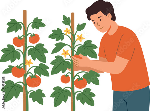 Man carefully examines and harvests ripe tomatoes from lush green plants in garden