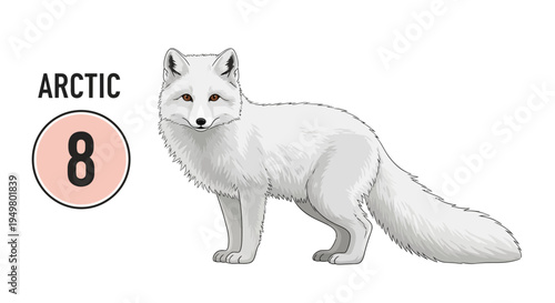 Arctic Fox Standing Isolated White Background, Cute Animal Illustration