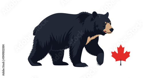 Photos Black Bear Walking Next to Canadian Maple Leaf Icon Illustration