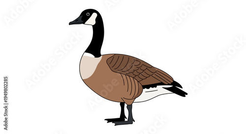 Canada Goose Illustration - Side View on White Background