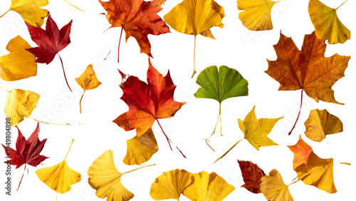 Diverse autumn leaf collection with maple ginkgo oak and birch leaves in fall colors for seasonal decoration and nature appreciation design elements
