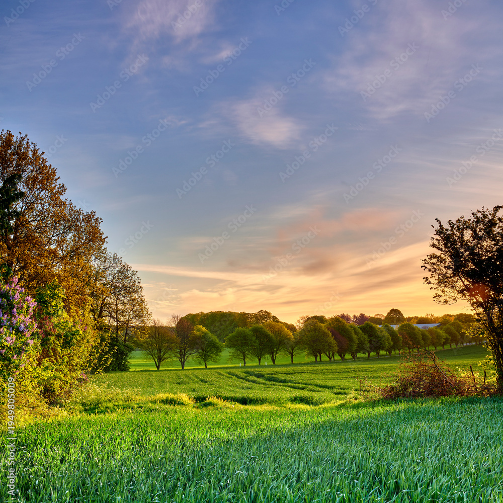 Fototapeta premium Countryside, landscape and field of grass in nature for environment, spring season and ecology. Sustainability, space and growth with meadow and blue sky outdoor for eco friendly and plantation