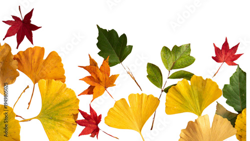 Diverse autumn leaf collection with maple ginkgo oak and birch leaves in fall colors for seasonal decoration and nature appreciation design elements
