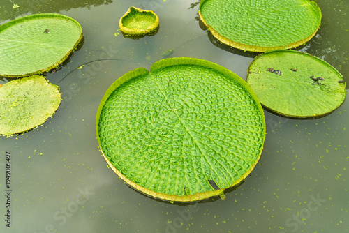 Huge floating lotus(Giant Amazon water lily,Victoria amazonia) leaves in pond.