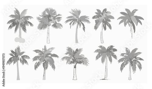 Monochrome tropical palm tree vector set with detailed botanical line art isolated on white background