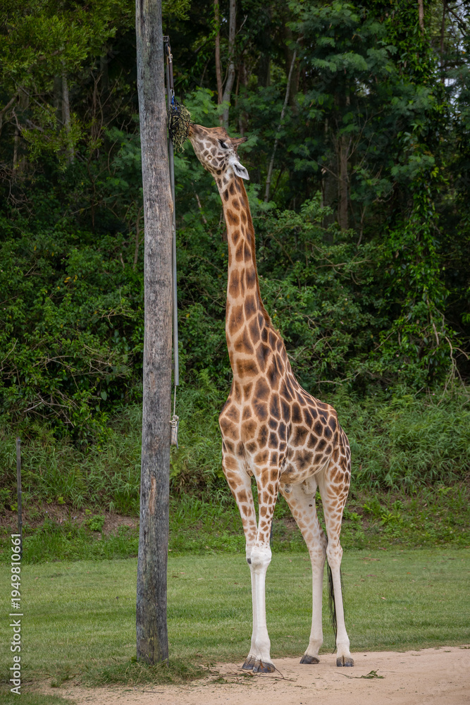 Obraz premium Giraffe 