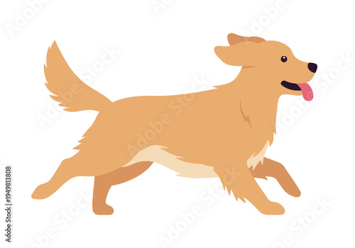 Golden Retriever dog, intelligent, friendly, devoted pet running pose. Trainable playful and active kind breed, well groomed hair, vet care, daily exercise. Vector flat style cartoon illustration