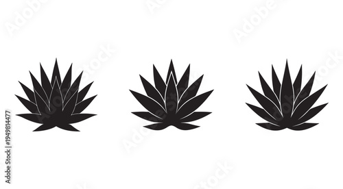 Three black agave plant silhouettes with sharp leaves  isolated on white background