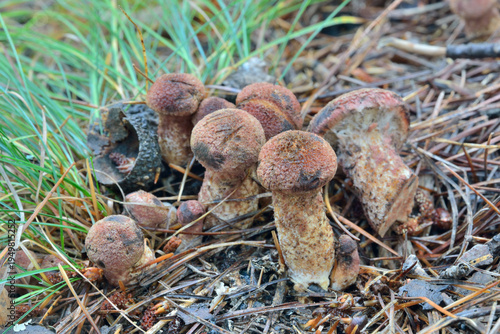 Edible mushrooms (Tricholoma caligatum, Tricholoma matsutake)